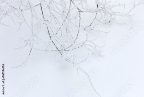 Winter frost branches snow and ice covered. Winter background.