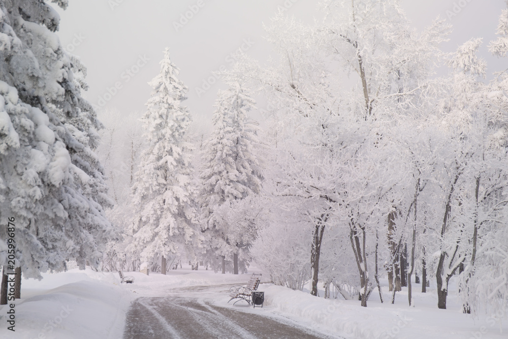 Winter forest with trees covered snow. White frost park landscape. Winter forest with trees covered snow. White frost park landscape.