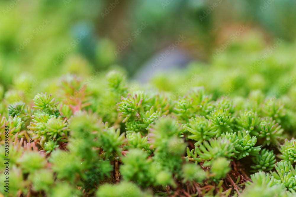 Green grass Green grass