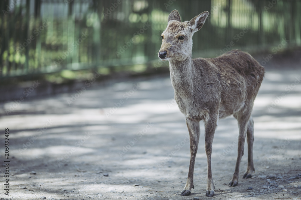 奈良公園のシカ 奈良公園のシカ