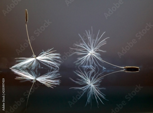 Dandelion seeds with reflection photo