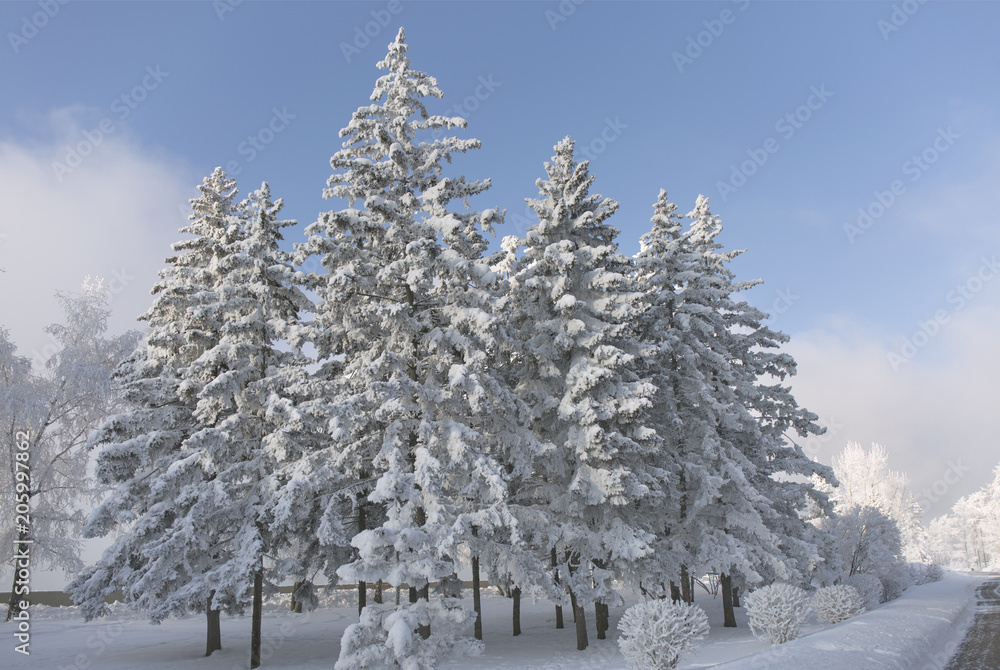 Snow covered fir trees. Winter frost forest. Cold december moning in the park. Snow covered fir trees. Winter frost forest. Cold december moning in the park.