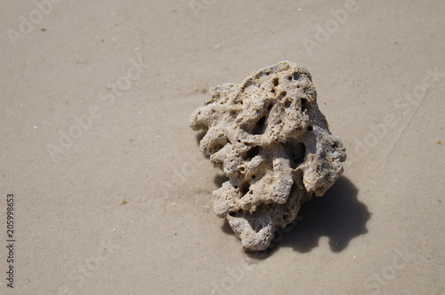 Coral on the beach