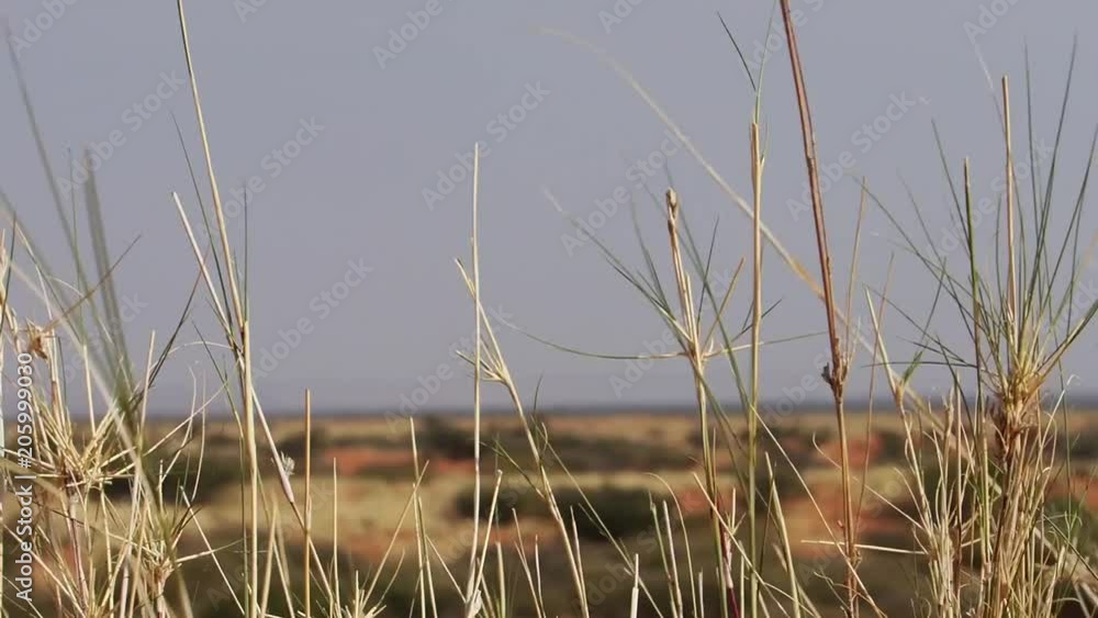 Close up tops of grass blowing in the wind in the kalahari region of south africa Close up tops of grass blowing in the wind in the kalahari region of south africa