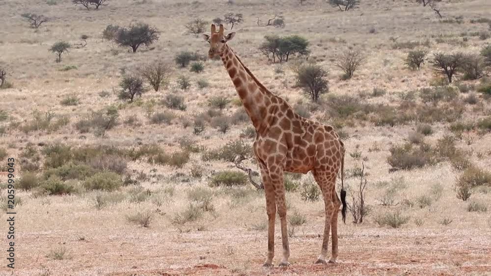 Wide shot of a single giraffe standing on a plain in Africa Wide shot of a single giraffe standing on a plain in Africa