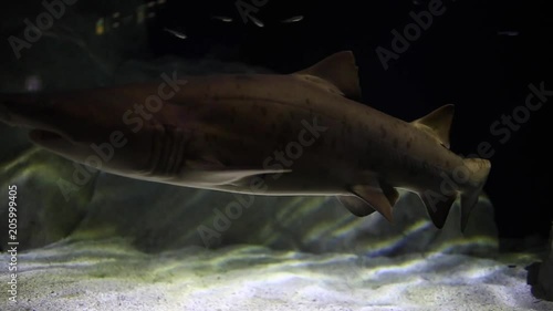 Close up moody silhouette of sand tiger sharks raggedtooth sharks slowly swimming past camera photo