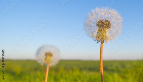 Fototapeta Naklejka Na Ścianę i Meble -  Dandelion in a meadow in the light of sunrise in spring