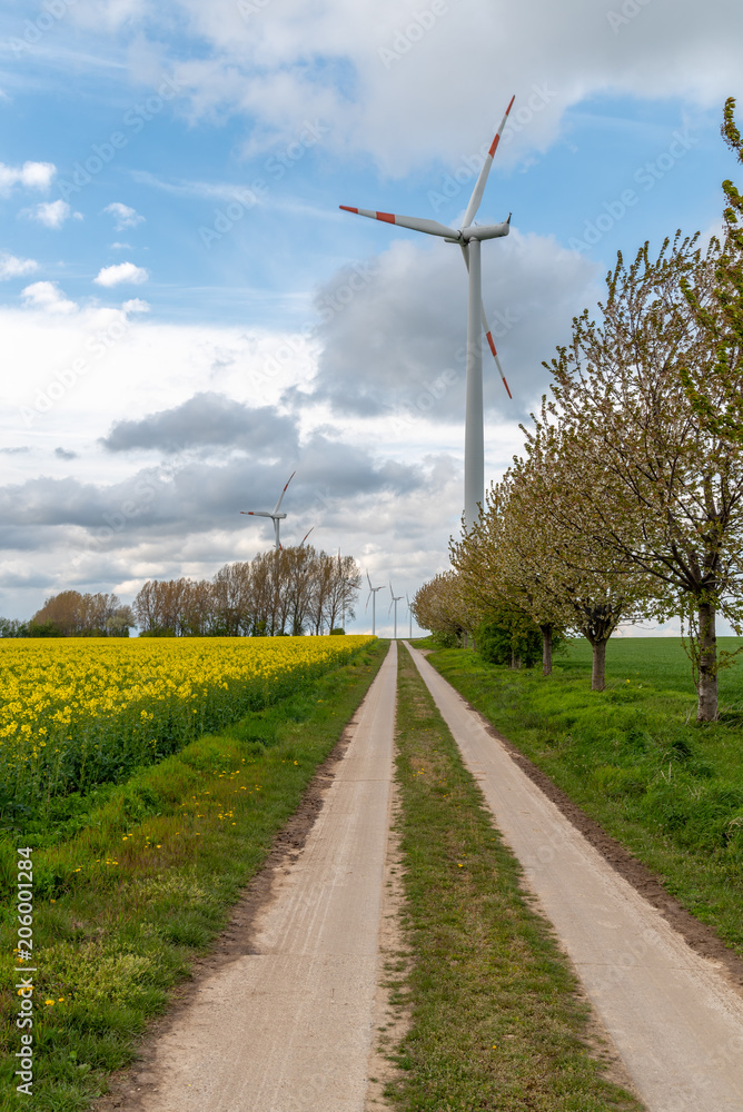 Obraz premium Windmills on the colza field