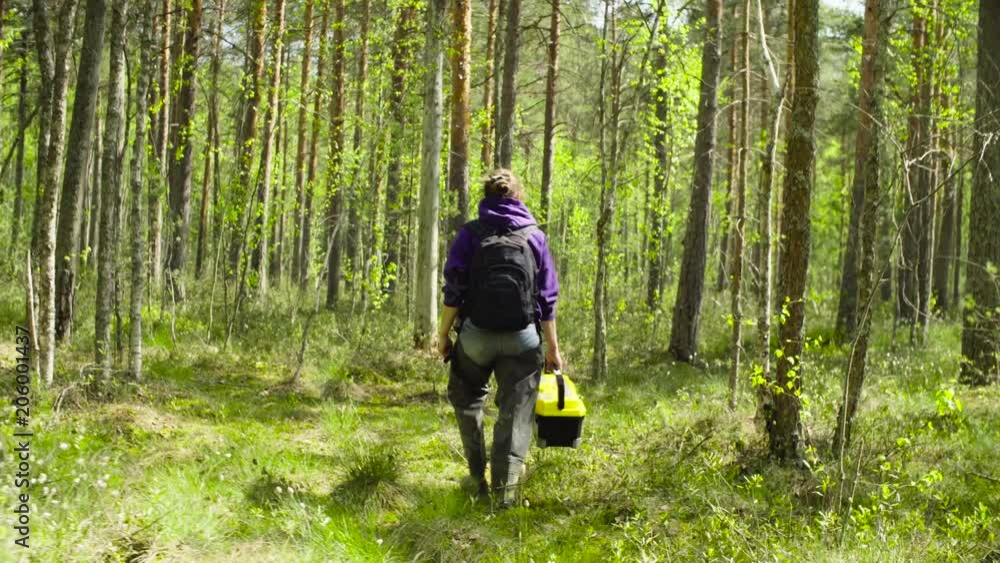 The woman ecologist with toolbox in her hands going to the place of research in the forest at summer day. Rear view.