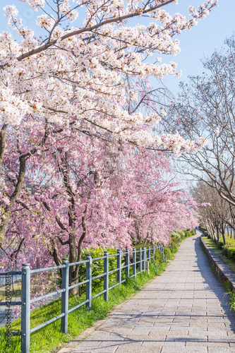 京都の春の風景 鴨川沿いの桜 京都 日本