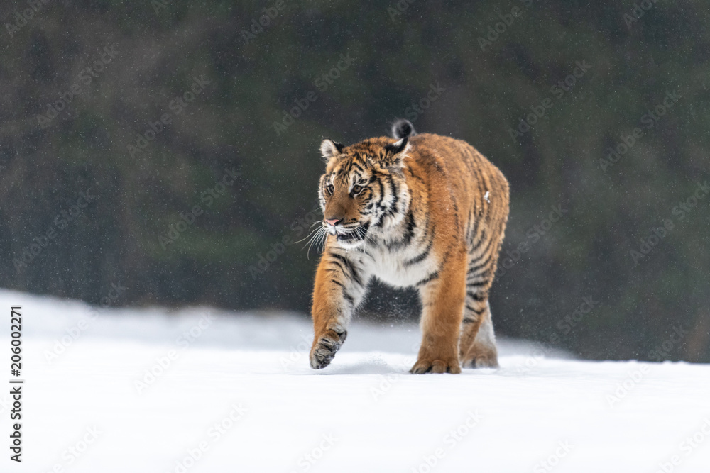 Obraz premium Siberian Tiger in the snow (Panthera tigris)