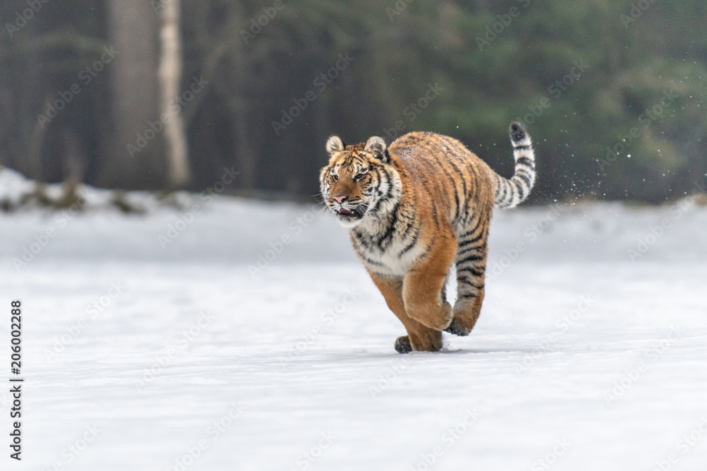 Obraz premium Siberian Tiger in the snow (Panthera tigris)