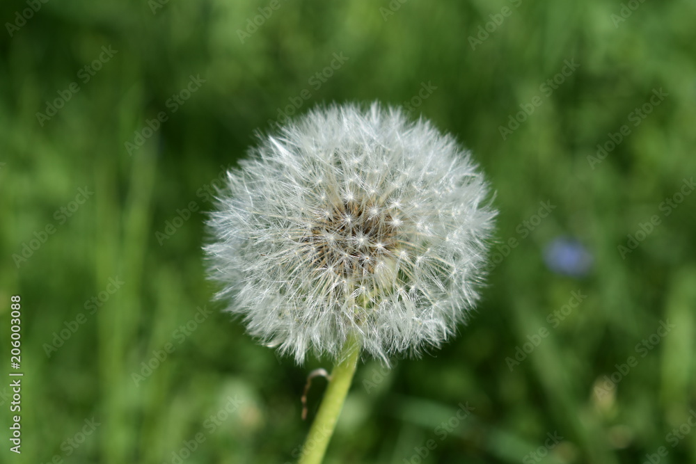 fluffy dandelion head closeup on a green soft blurred background fluffy dandelion head closeup on a green soft blurred background