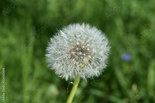 fluffy dandelion head closeup on a green soft blurred background