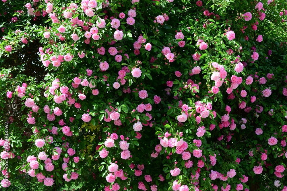 Fototapeta premium Wspinaczka na róże w różowych, różowych różach w pełnym rozkwicie