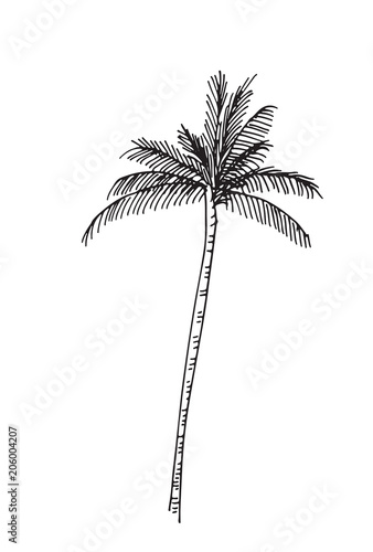 Hand-drawn seamless pattern with palm trees  isolated on white background