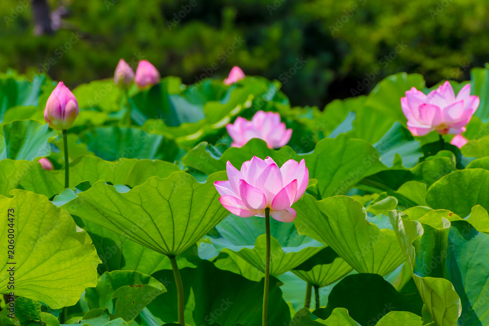 Lotus Flower.Background is the lotus leaf and lotus bud  and lotus flower and tree.Shooting location is Yokohama, Kanagawa Prefecture Japan.