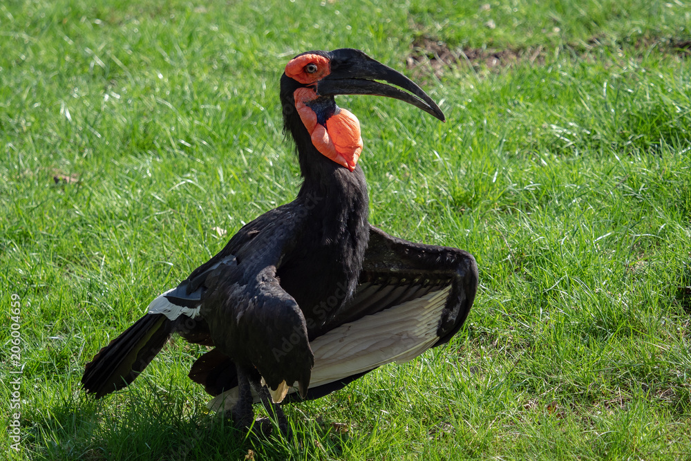 Obraz premium The southern ground hornbill bird, Latin name Bucorvus leadbeateri.