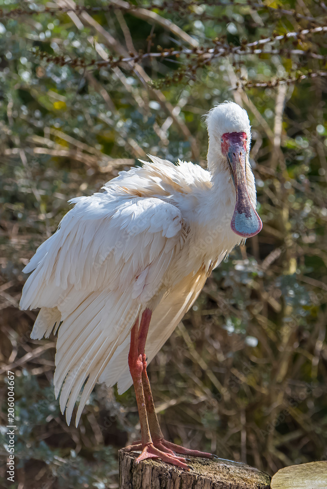 Fototapeta premium African spoonbill, Platalea alba, beautiful white bird perched on a tree 