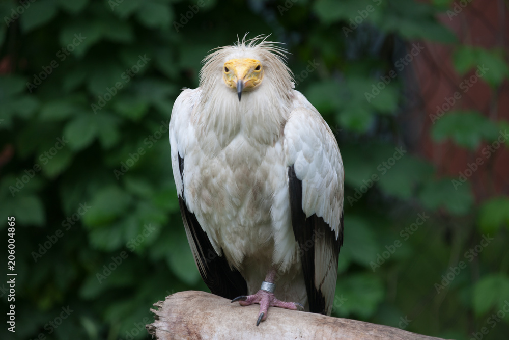 Obraz premium Birds of prey eagles vulture vultures