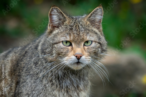 European Wild Cat (Felis silvestris) photo