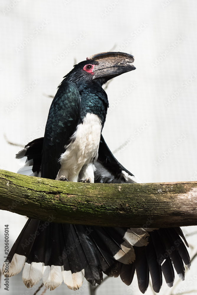 Obraz premium Trumpeter Hornbill, Bycanistes bucinator, funny bird perched on a branch 
