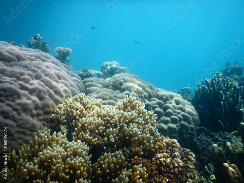 Underwater scenery with gorgeous coral
