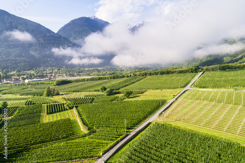 Agriculture in Valtellina - Panoramic view with drone