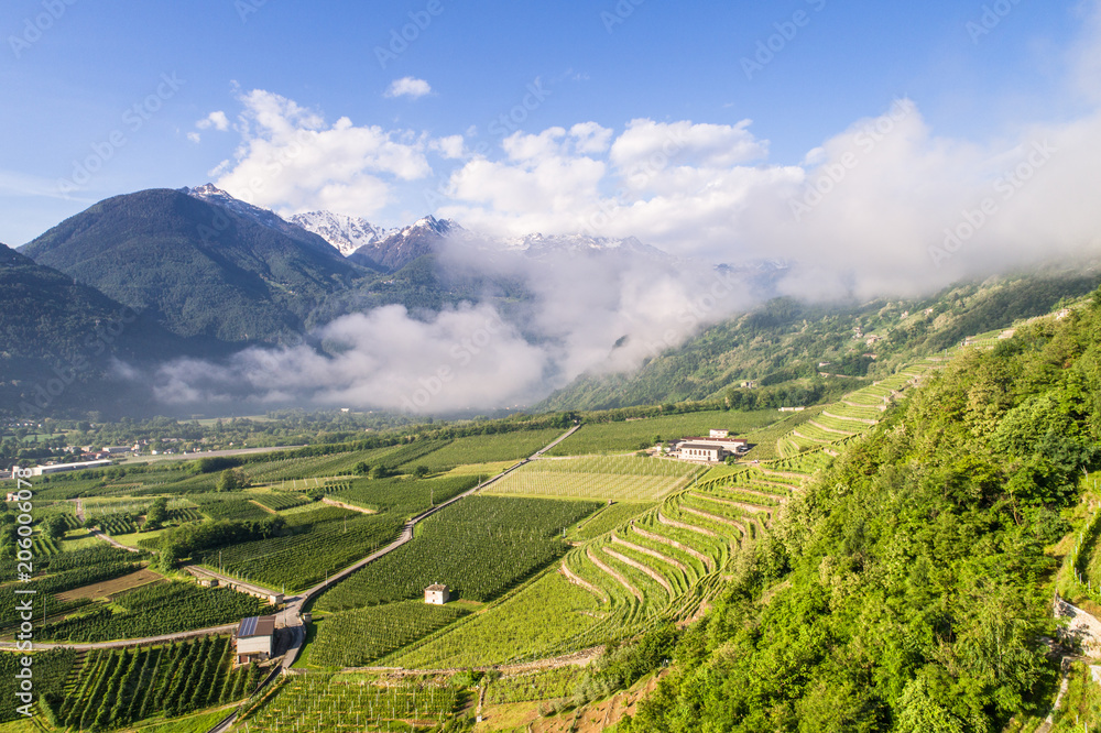 Aerial photo, Valtellina. Agriculture, vineyards and orchards