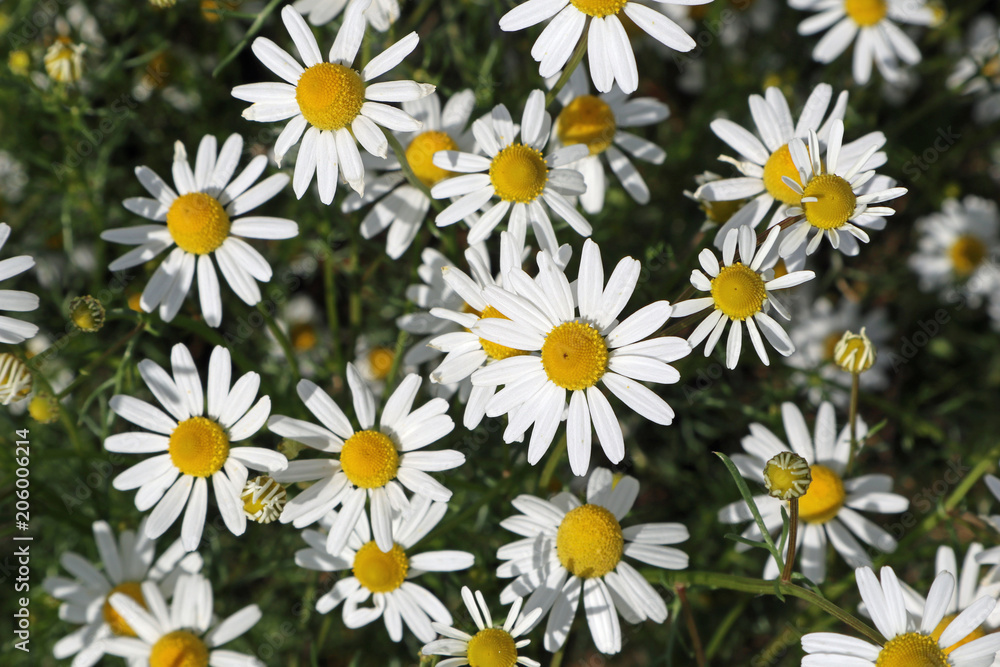 Margeriten Margeriten