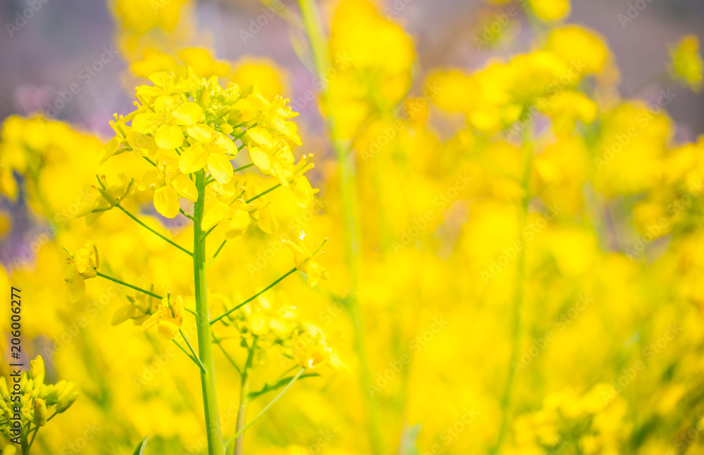 菜の花の背景 菜の花の背景