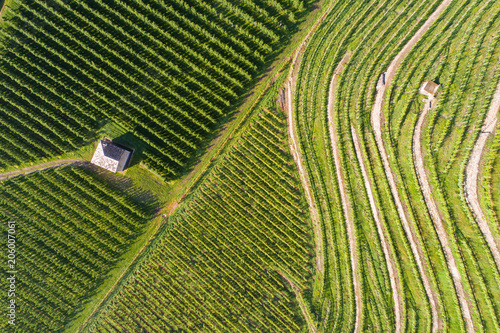 Agriculture in the Italian Alps, terracing with vineyards and orchards in Valtellina view from above