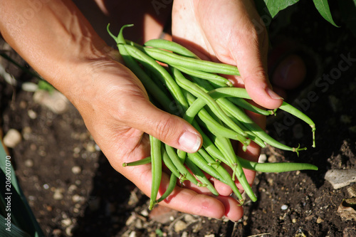 Fotografía agriculture biologique - récolte de haricots