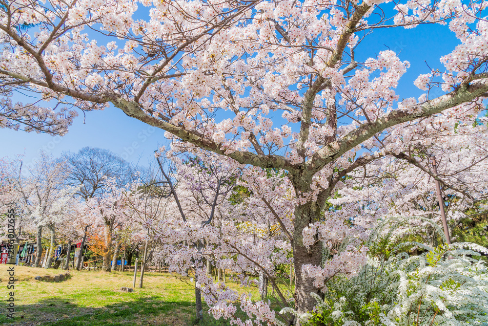京都の春の風景　鴨川沿いの桜　京都　日本