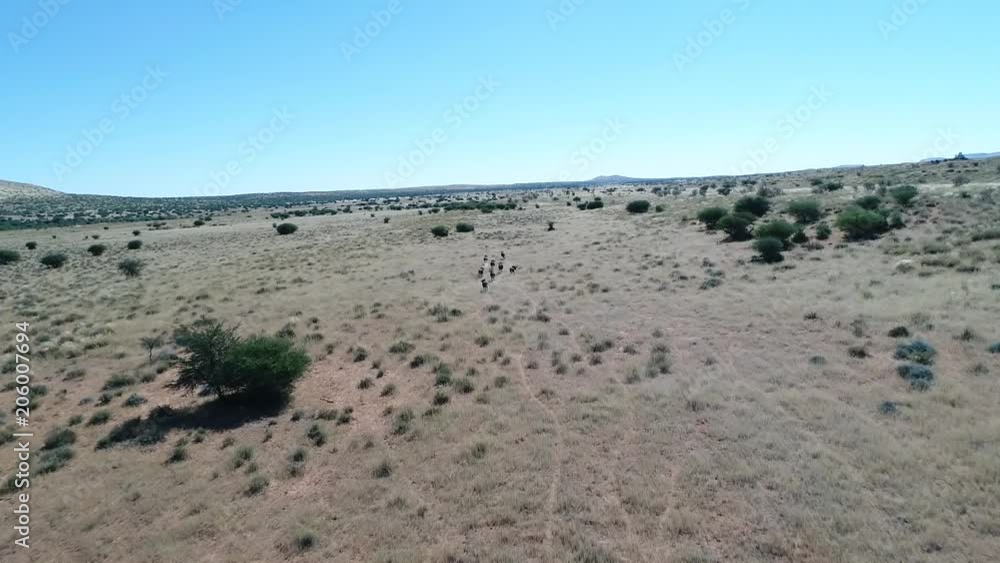 Aerial View Of s Herd of Black Wildebeest Running In The Kalahari Aerial View Of s Herd of Black Wildebeest Running In The Kalahari