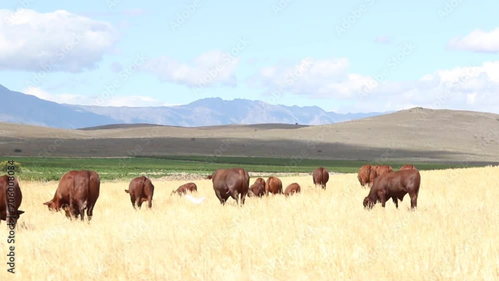 Wide shot of Santa Gertruida breed of cow grazing in a lush field in South Africa Wide shot of Santa Gertruida breed of cow grazing in a lush field in South Africa