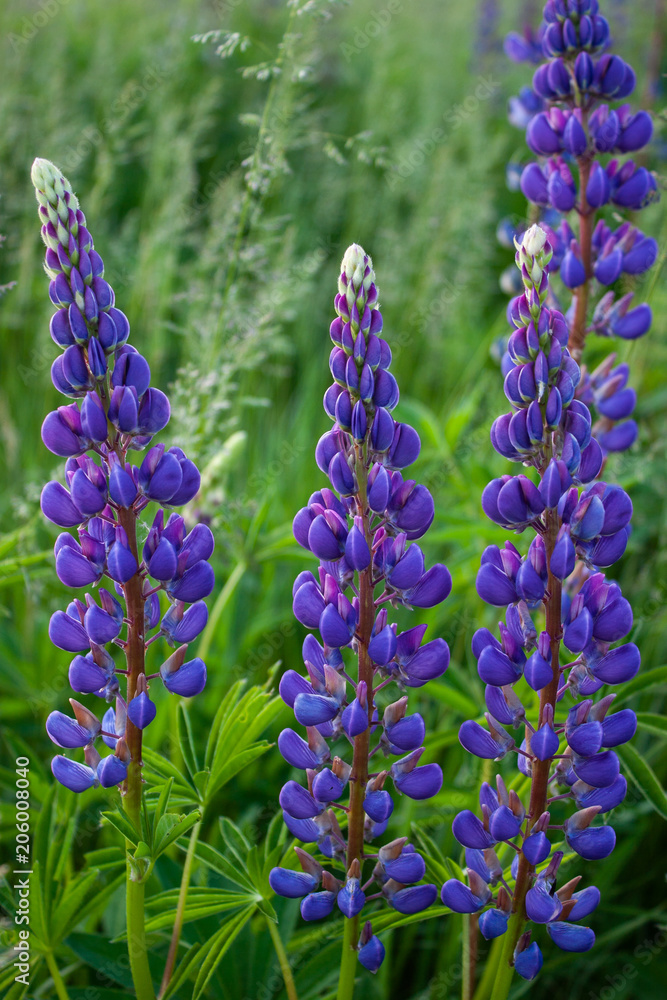 Lupine field with pink purple and blue flowers. Bunch of lupines summer flower background. Lupinus. Lupine field with pink purple and blue flowers. Bunch of lupines summer flower background. Lupinus.