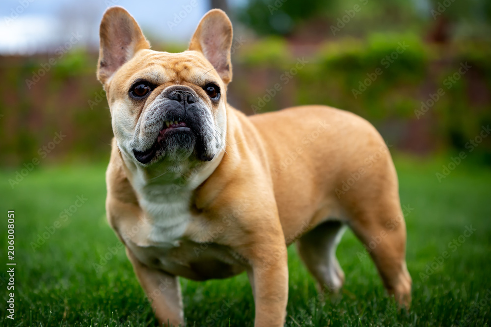 Obraz premium French Bulldog
