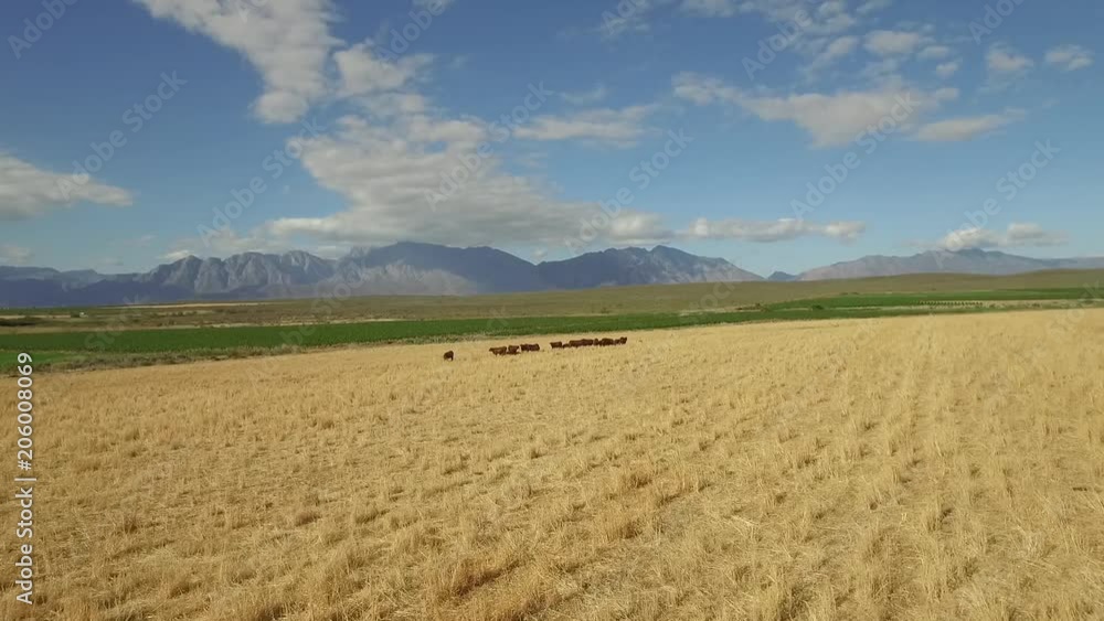 Aerial drone shot flying towards over and past cows grazing in a field in South Africa Aerial drone shot flying towards over and past cows grazing in a field in South Africa