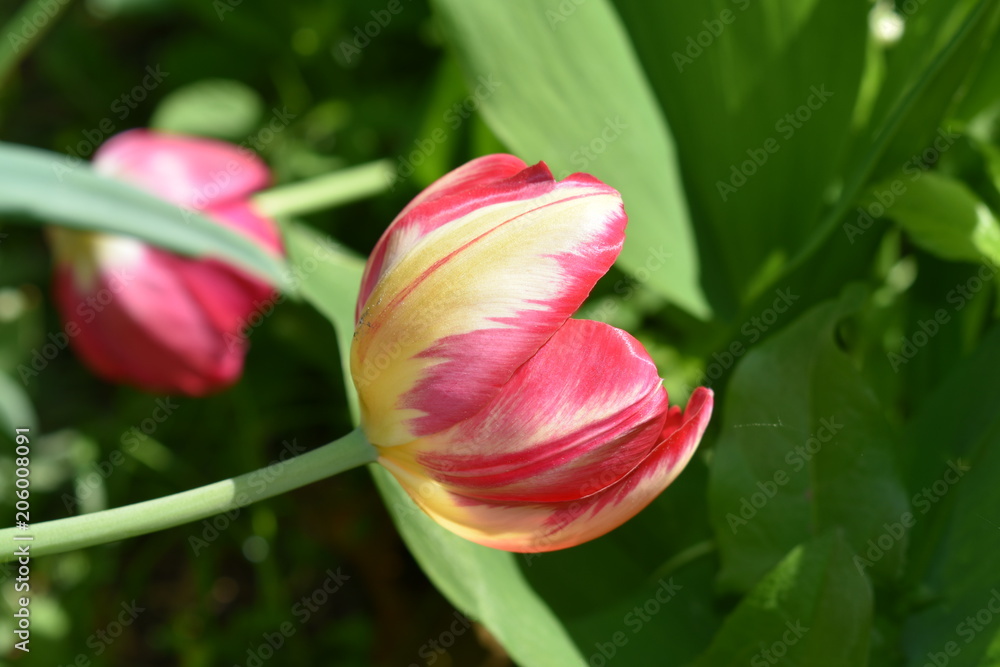lush white-red tulip close-up on a green soft blurred background lush white-red tulip close-up on a green soft blurred background