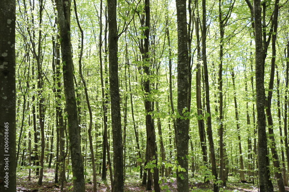 Fototapeta premium wald