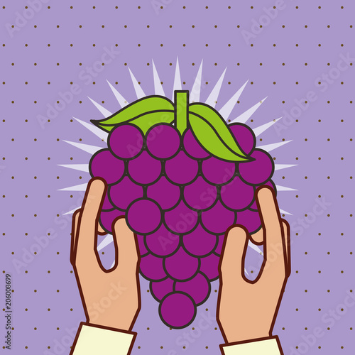 hand holding fresh fruit bunch grapes vector illustration