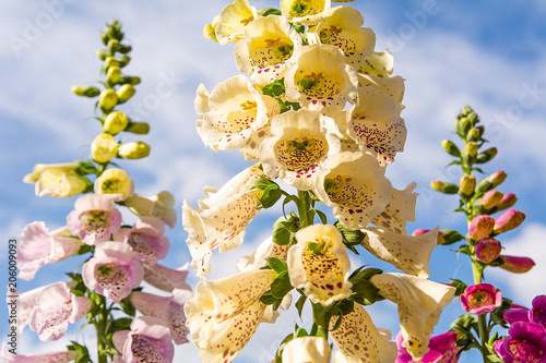 Obraz na płótnie Beautiful foxglove (Digitalis purpurea) in the garden in sunny day w salonie