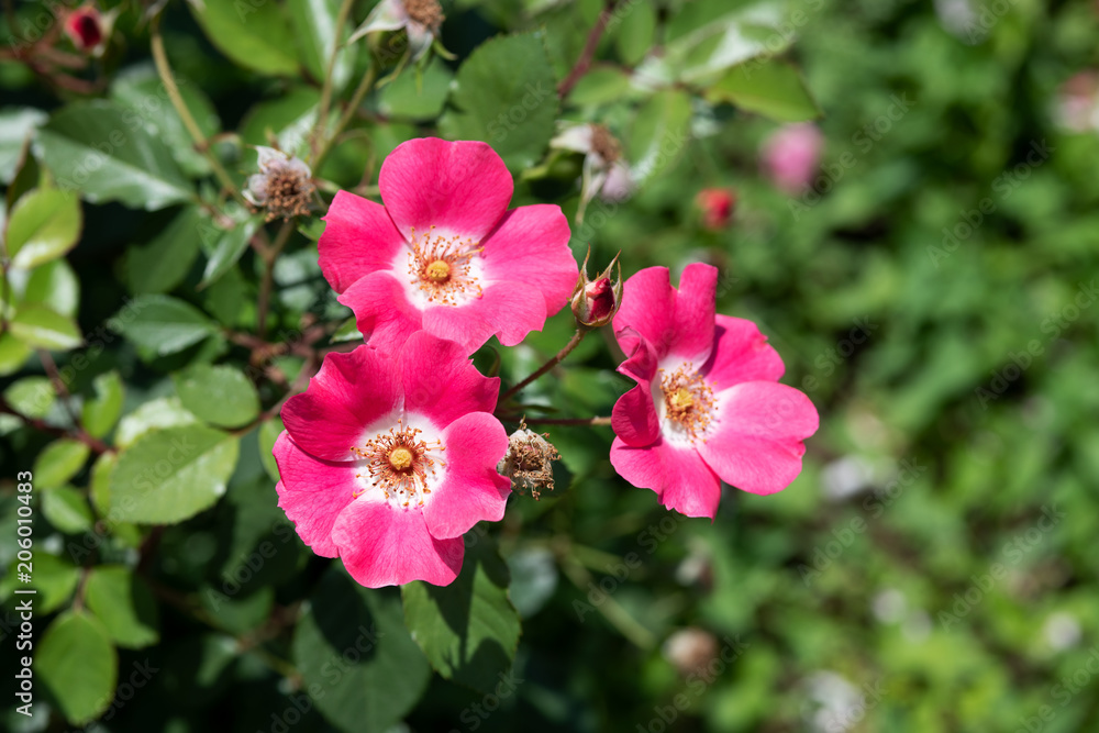 ピンク色のばら「ピンクメイディランド」の花のアップ ピンク色のばら「ピンクメイディランド」の花のアップ
