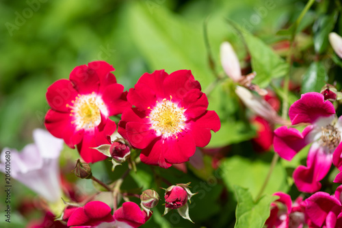 赤い一重咲きのばら「レッドメイディランド」の花のアップ