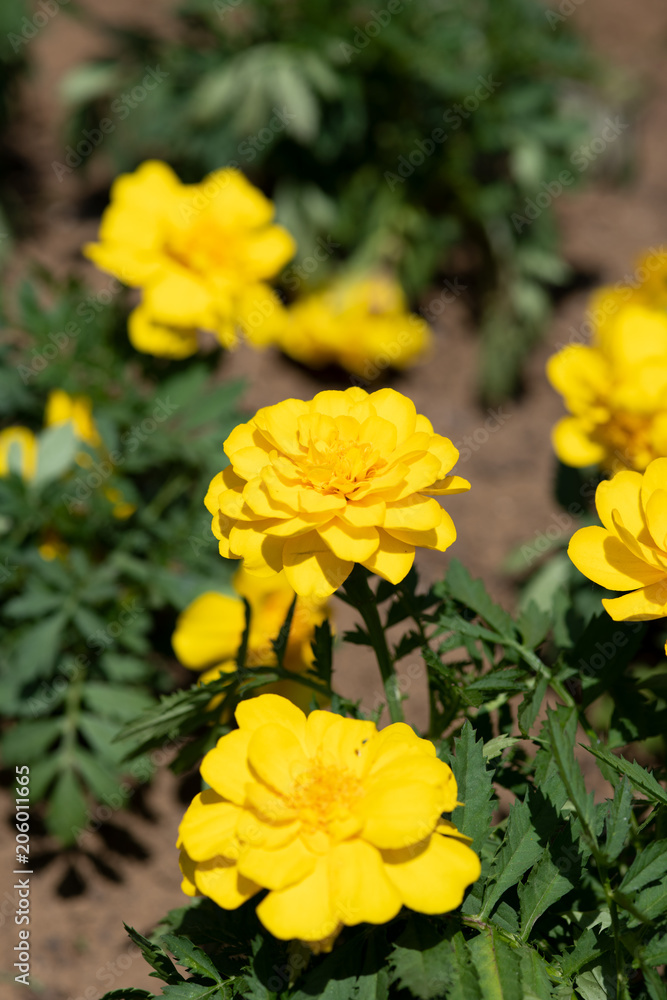 黄色いフレンチマリーゴールドの花