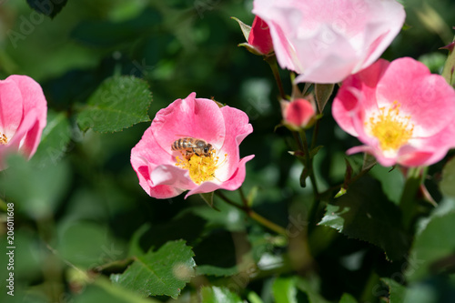 ピンク色のばらの花の蜜を吸うミツバチ © Mari