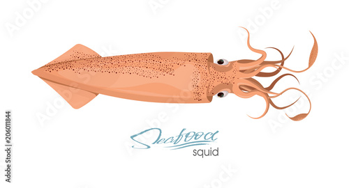 Squid of red color design flat. Red squid with tentacles isolated on white background. Creature floating in water. Inhabitant wildlife of underwater world. Edible sea food. Vector illustration