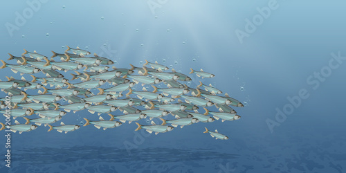 Vector Illustration of the sea landscape, school of fish. Plenty of herring or cod moving in the sea. Cartoon underwater world with fish. For header, web, print, card and invitation.
