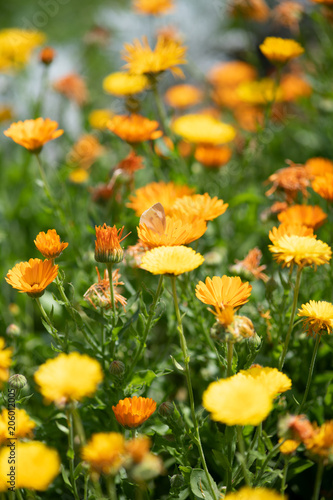 黄色いキンセンカの花 © Mari